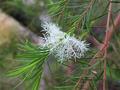 Melaleuca alternifolia